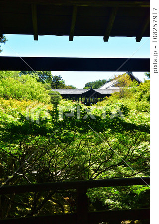 京都東福寺 臥雲橋より通天橋の青モミジ 京都東福寺 臥雲橋より通天橋の青モミジ 108257917