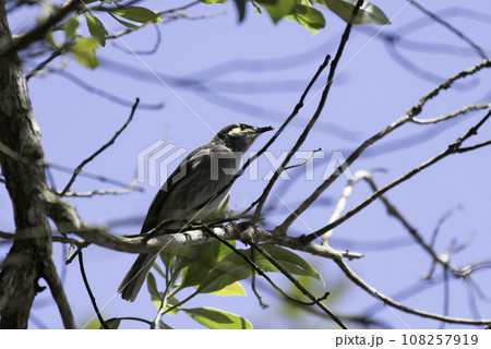 樹上のコキミミミツスイ 樹上のコキミミミツスイ 108257919