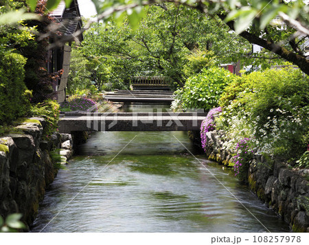 【高解像度】鮮やかな花が咲く醒井宿の地蔵川 【高解像度】鮮やかな花が咲く醒井宿の地蔵川 108257978