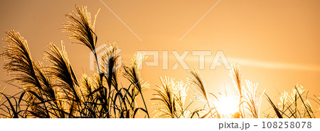 夕日に照らされた綺麗なススキの穂 夕日に照らされた綺麗なススキの穂 108258078