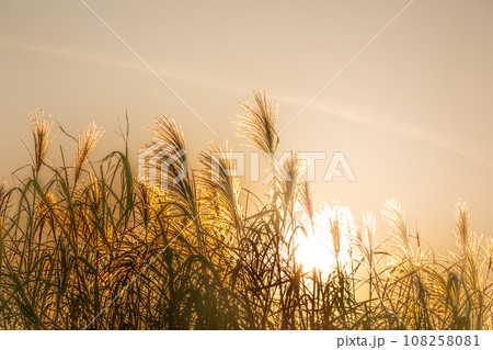 夕日に照らされた綺麗なススキの穂 108258081
