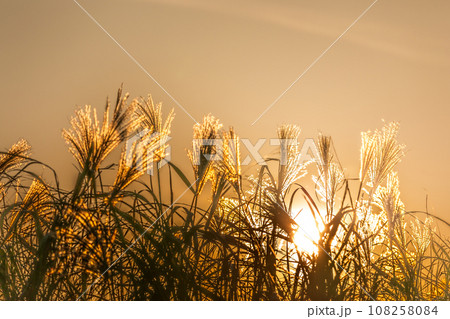 夕日に照らされた綺麗なススキの穂 夕日に照らされた綺麗なススキの穂 108258084