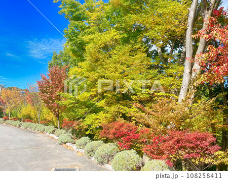 秋の公園散策 108258411