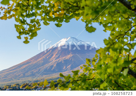 色づき始めた銀杏の葉越しの、朝日を浴びて美しく輝く富士山の風景 108258723