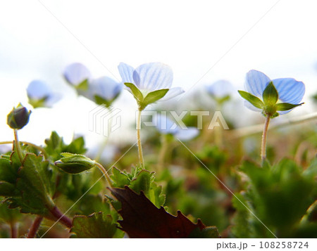 オオイヌノフグリの花のアップ 108258724