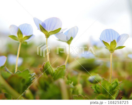 オオイヌノフグリの花のアップ 108258725