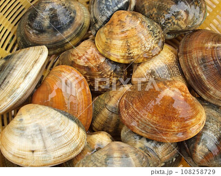 砂出し中のアサリ 砂出し中のアサリ 108258729