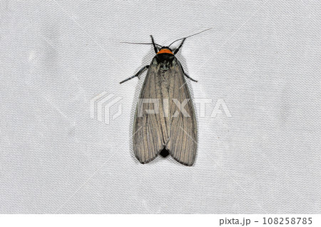 クビワウスグロホソバ(岡山県・新見市) クビワウスグロホソバ(岡山県・新見市) 108258785