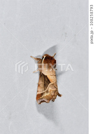 クワゴモドキシャチホコ（北海道・鶴居村） 108258793