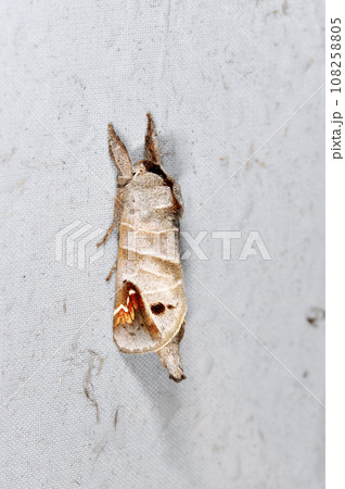 ツマアカシャチホコ(北海道・鶴居村) ツマアカシャチホコ(北海道・鶴居村) 108258805