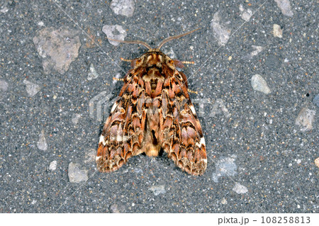 ハガタエグリシャチホコ（北海道・知床） 108258813