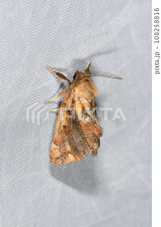 ヒナシャチホコ(北海道・上川町) ヒナシャチホコ(北海道・上川町) 108258816