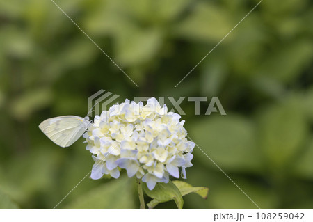 モンシロチョウと紫陽花の花風景-3 108259042