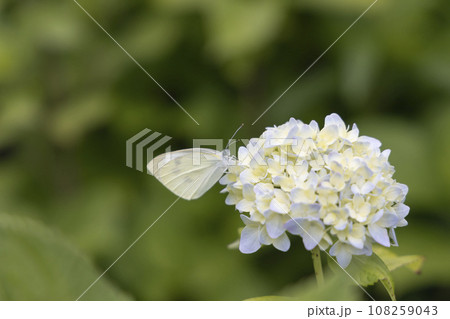 モンシロチョウと紫陽花の花風景-4 108259043
