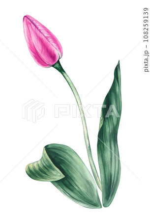 Watercolor pink tulip on a white background Watercolor pink tulip on a white background 108259139