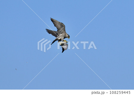 ハヤブサの狩り ハヤブサの狩り 108259445