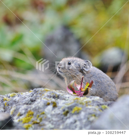 ナキウサギの幼獣 ナキウサギの幼獣 108259447