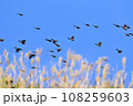 ヒヨドリの群れ 108259603