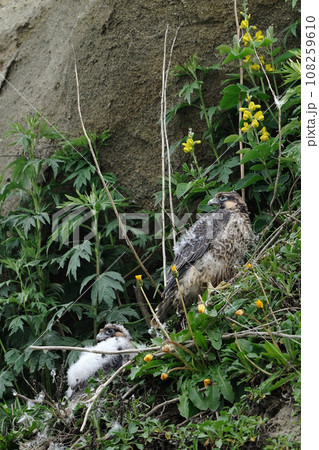 ハヤブサの幼鳥 108259610