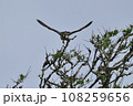 ハヤブサ 108259656