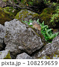 エゾナキウサギ 108259659