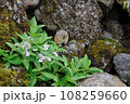 エゾナキウサギ 108259660