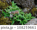 エゾナキウサギ 108259661