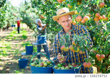 Harvesting of pears in garden Harvesting of pears in garden 108259752