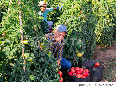 Skilled farmer harvesting ripe tomatoes on farm field 108259792