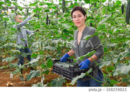 Woman and men picking cucumbers Woman and men picking cucumbers 108259822
