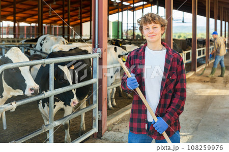 Confident teen boy standing with tool near stall with cows 108259976