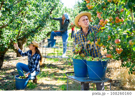 Man farmer picking ripe pears in garden Man farmer picking ripe pears in garden 108260160