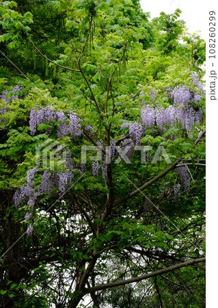 新緑に包まれ木立に絡む野フジの花　【相模原市津久井　4月】 108260299