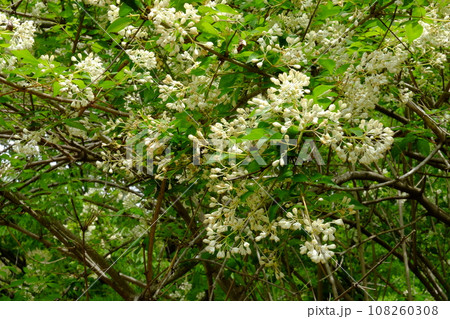 満開の白いミツバウツギ　【相模原市津久井　4月】 108260308