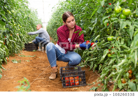 Female farmer harvests tomatoes in greenhouse 108260338