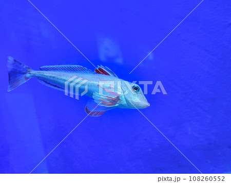 水中を泳ぐカナガシラ（カサゴ目ホウボウ科） 108260552