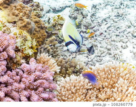 嘉比島の素晴らしいサンゴ礁と美しいタテジマキンチャクダイ 108260779