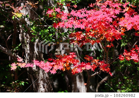 秋のモミジ「紅葉狩り」真っ赤できれいなコハウチワカエデ 108260982