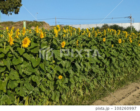 秋の庭に咲くヒマワリの花 秋の庭に咲くヒマワリの花 108260997