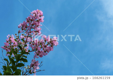 青空にピンクのサルスベリ 108261159