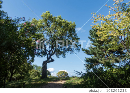 青空と緑 青空と緑 108261238