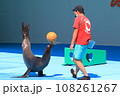 アシカのショー 108261267