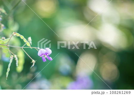 変わった名前の花　アレチヌスビトハギ 108261269