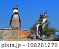 遠くを見つめるペンギン 108261270