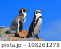 青空バックにのんびりくつろぐペンギン 108261278