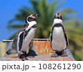 仲良しのペンギン 108261290