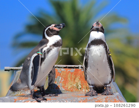 仲良しのペンギン 108261290