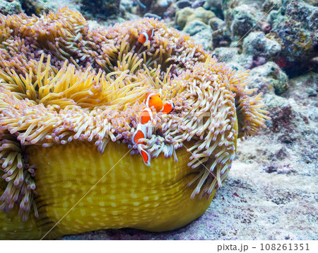 嘉比島の素晴らしいサンゴ礁の美しいイソギンチャクに住むカクレクマノミの家族 108261351