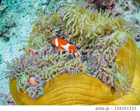 嘉比島の素晴らしいサンゴ礁の美しいイソギンチャクに住むカクレクマノミの家族 嘉比島の素晴らしいサンゴ礁の美しいイソギンチャクに住むカクレクマノミの家族 108261355