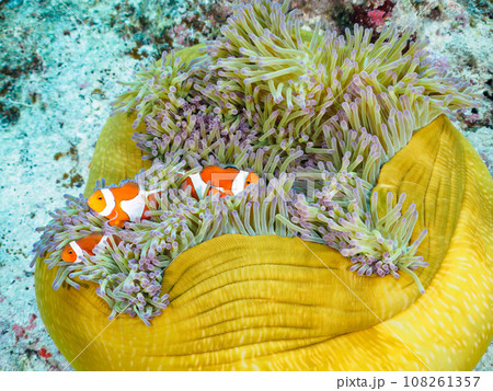 嘉比島の素晴らしいサンゴ礁の美しいイソギンチャクに住むカクレクマノミの家族 108261357